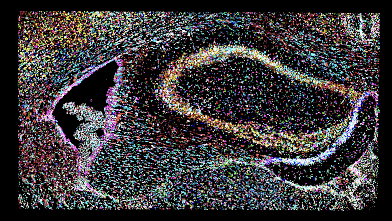 A 3D section of mouse brain, visualized on Pyxa.
