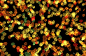 MSN aggregates
