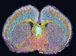 full mouse brain
